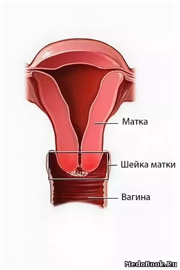 Как распознать признаки начала родов