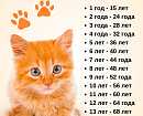 Сколько лет максимум могут прожить домашние коты и кошки