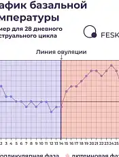 Как измерить базальную температуру тела