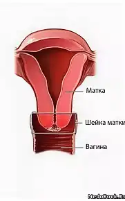 Как распознать признаки начала родов