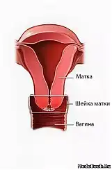 Как распознать признаки начала родов