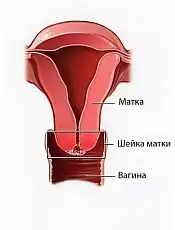 Как распознать признаки начала родов